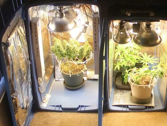 Controlling Humidity in A Grow Tent