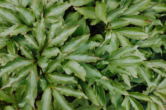Everything you need to know about using Silica for Plants