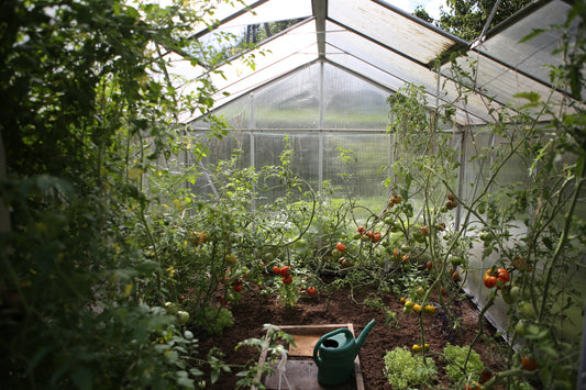 Things You Need to Know About Grow Room's Atmosphere and Ventilation