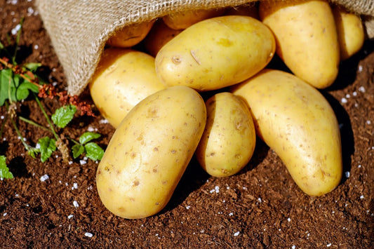 Everything you should know before you grow a Potato Plant