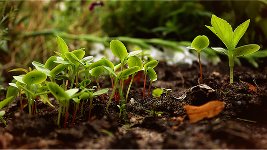 How to properly mix plant nutrients