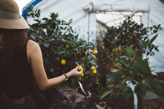 Monster Cropping – The Art of Getting More Harvest Through Re-vegging