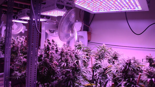 UV Light for plants: A short guide