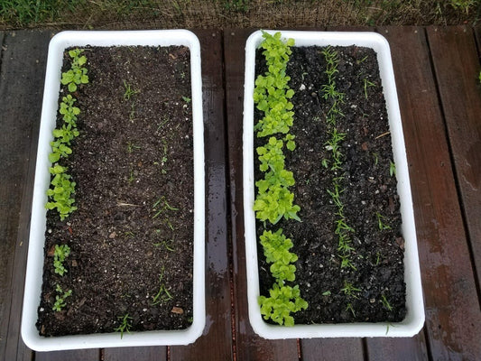 Using worm castings to grow healthy plants