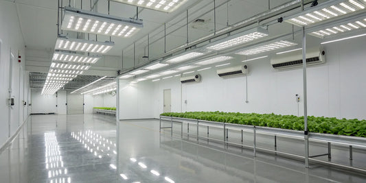 Best commercial LED grow lights illuminating rows of leafy greens in an indoor farm.