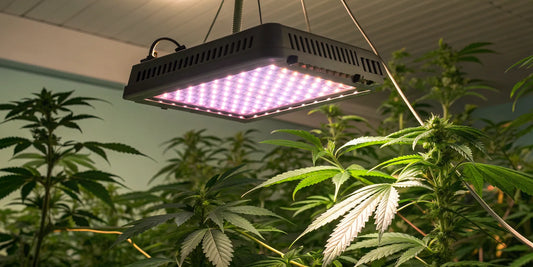 Commercial LED grow lights illuminating rows of plants for high yields in an indoor facility.