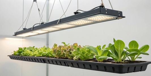 One of the best 1000W full spectrum LED grow lights shining on young plants in a grow tent.
