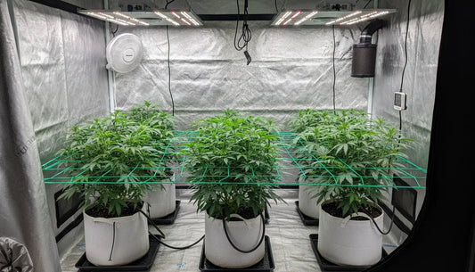 Indoor grow tent with trellis netting support system and LED grow lights