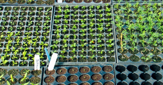 A Complete Guide to Seed Starting and Germination
