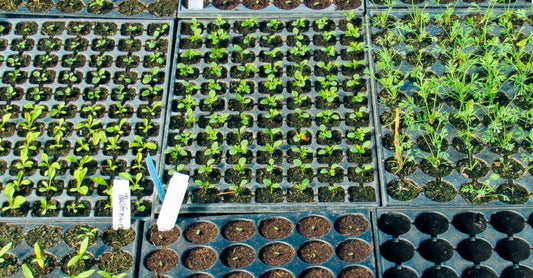 A Complete Guide to Seed Starting and Germination