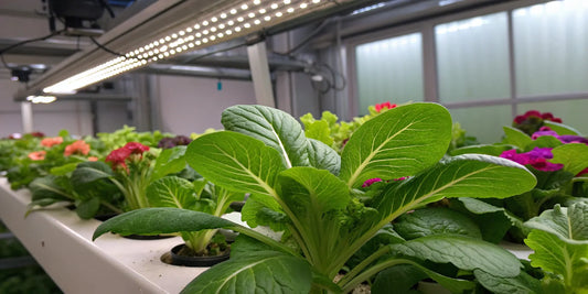 Lush indoor plants achieving bigger yields with Advanced Nutrients Connoisseur.