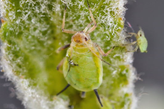Quick Ways to Remove Aphids from Your Plants