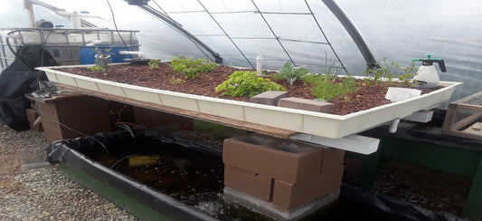 The Cost Effective Way of Setting Up an Aquaponics System