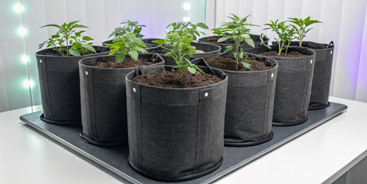 Healthy plants growing in the best fabric pots for a grow tent.