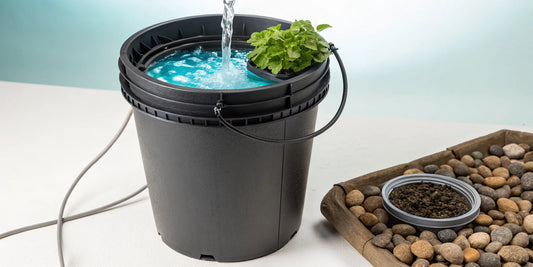 A plant growing in a deep water culture bucket system for hydroponics.