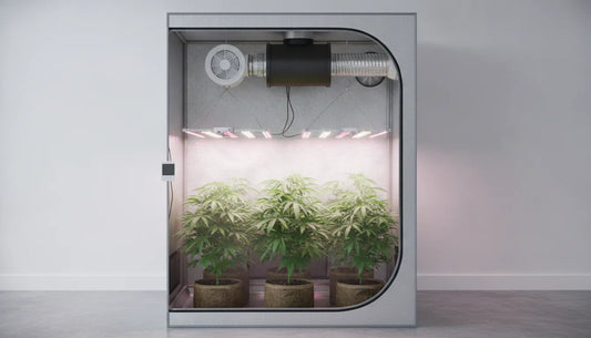 A grow tent with an inline exhaust fan and cylindrical carbon filter mounted near the top.