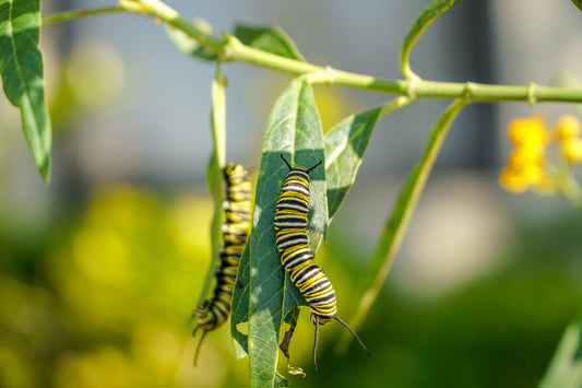 In the Know - Tips to Get Rid of Caterpillars Quickly