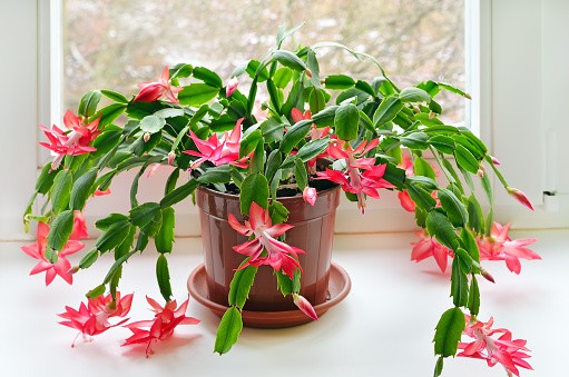 Everything you Need to Know About Caring for a Christmas Cactus Plant