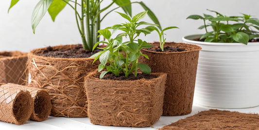 Healthy plant seedlings in pots using coco coir for growing.