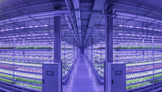 Commercial grow lights 208 240 volt fixtures in an indoor farm