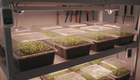 Indoor propagation setup with clear humidity domes covering seed germination trays filled with young green seedlings under grow lights