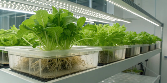 Leafy greens growing in a deep water culture hydroponics system under lights.