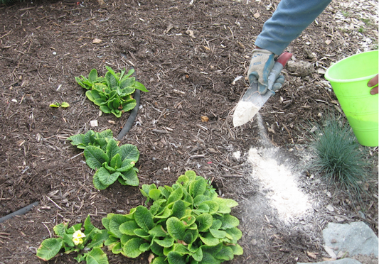 A Step By Step Guide On How To Use Diatomaceous Earth In The Garden