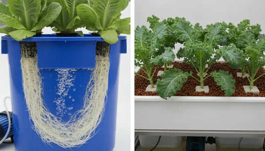 DWC and ebb and flow hydroponic systems side by side