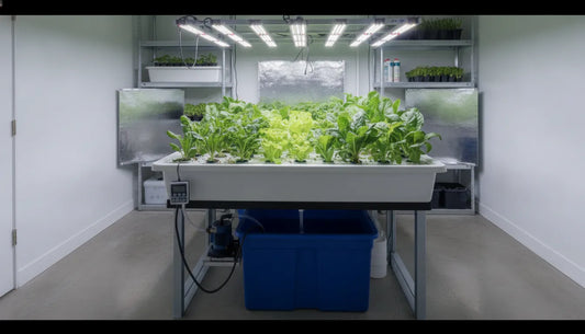 Flood and drain hydroponic tray with leafy greens, pump, reservoir, and tubing