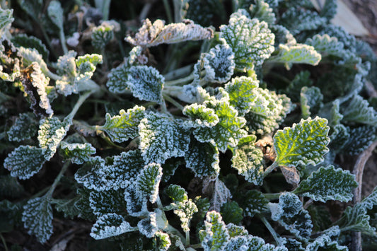 Tips To Keep Your Plants Frost-Free