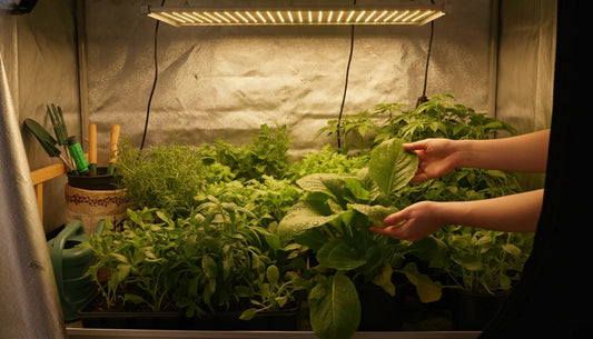 Indoor gardener examining plants under a full-spectrum LED grow light in a home grow tent