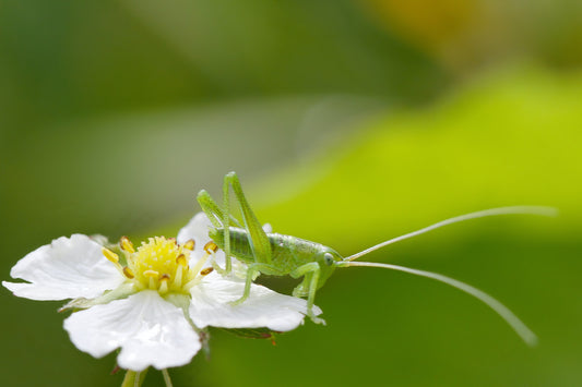 A Complete Guide to Eliminating Grasshoppers from Your Garden