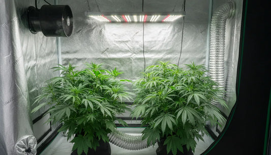 Grow tent ventilation system with inline exhaust fan and carbon filter