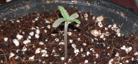 Growing in Coco Coir: An extensive Guide