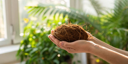 The Ultimate Guide to Coconut Coir for Plants