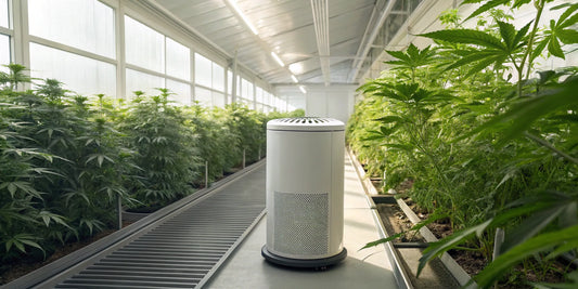 Carbon filter air purifier eliminates odors and cleans the air for plants in a grow room.