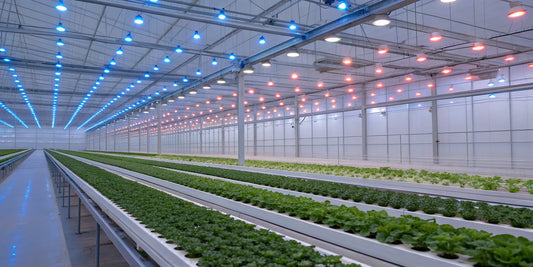 A commercial greenhouse with rows of plants growing under LED grow lights.
