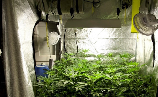 How to Clean Your Grow Tent