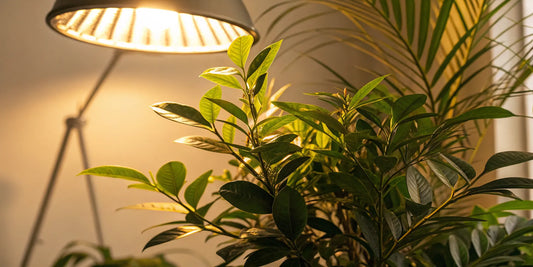 An HPS grow light kit shining on healthy plants in an indoor garden.