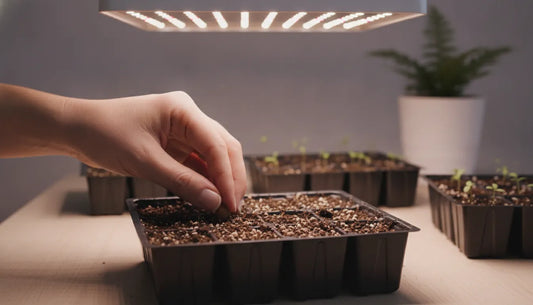 A gardener pressing a seed into a seed-starting tray under a grow light