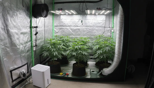 A professionally configured 4x4 grow tent setup showing ventilation exhaust fans, oscillating fans, and a dehumidifier to control humidity