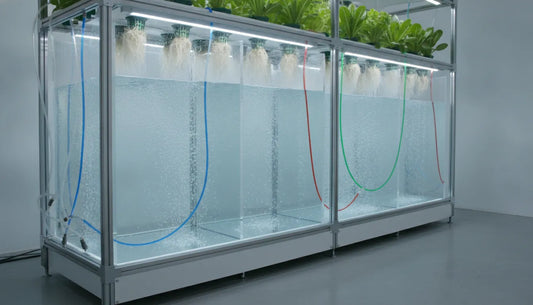 Clean hydroponic reservoir system with water being flushed through nutrient lines and healthy plant roots