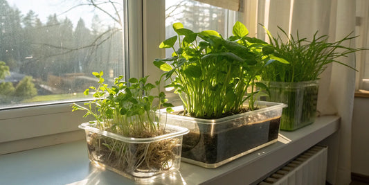 A beginner-friendly home hydroponic system growing leafy greens on a windowsill.