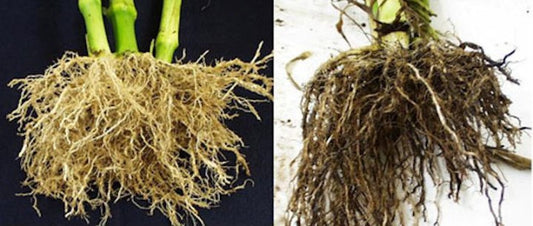 Identify, Prevent & Treat Root Rot In Plants