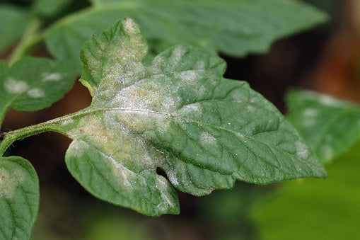 How to Identify, Treat and Prevent Your Plants from Powdery Mildew