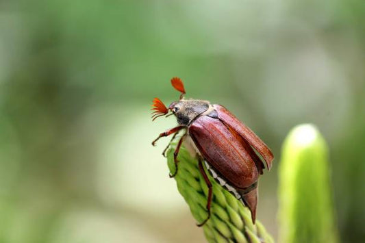 How to Quickly Get Rid of June Bugs
