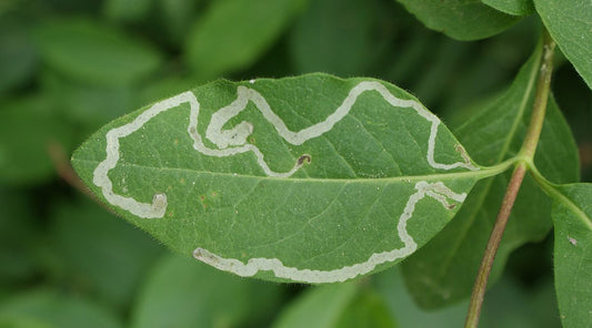 The Best Ways to Remove Leaf Miners on Plants