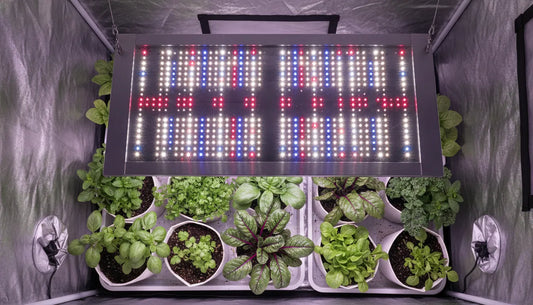 LED grow light illuminating leafy indoor plants