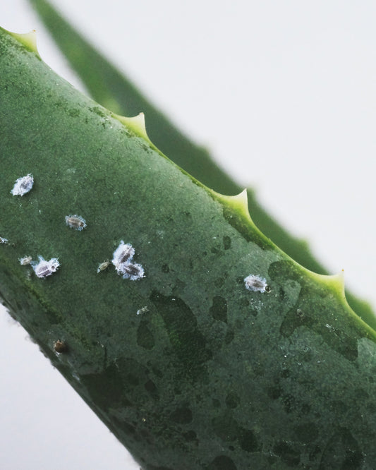 Preventive Measures to Quickly Eliminate Mealybugs from Your Plants