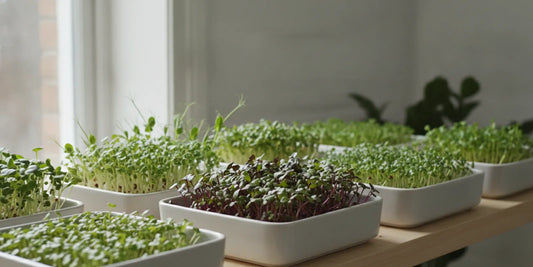 A shallow tray of microgreens growing indoors near a bright window